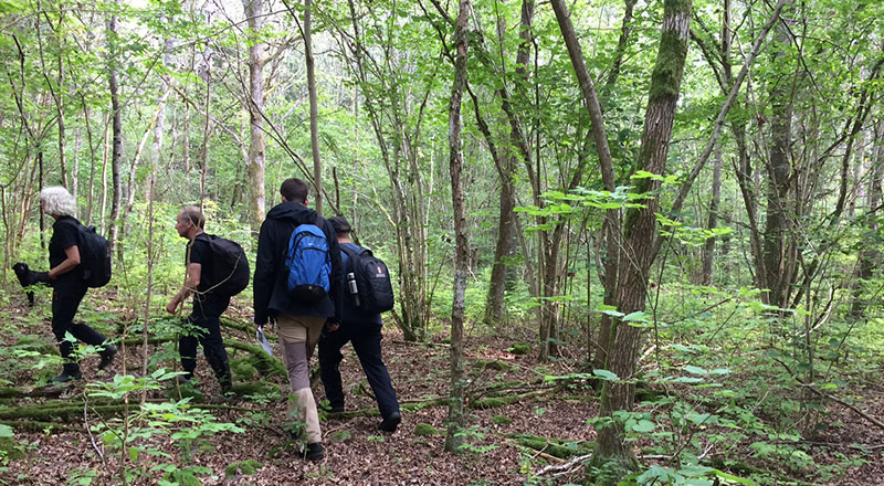 Fyra personer som är ute på vandring i skogen. Foto.