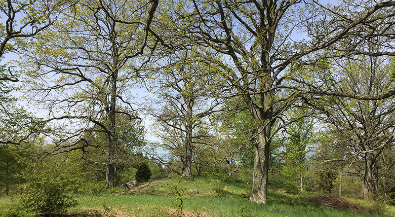 Staffanstorp