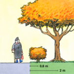 En målad bild som visar att buskar ska planteras 0,6 meter från tomtgräns och träd 2 meter från tomtgräns.