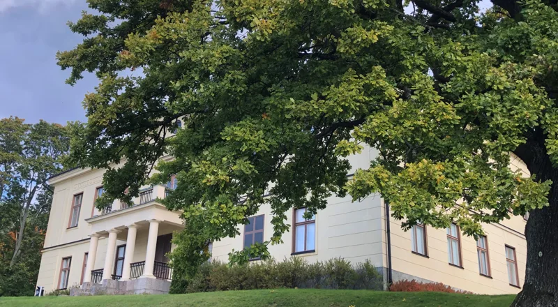 Stort gult hus skymtar bakom stor ek. Foto.