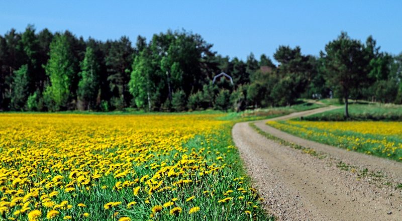 grusväg som går genom fält fyllda med blommande maskrosor